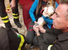Cagnolino incastrato, lo salvano i vigili del fuoco