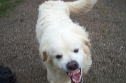 Dopo il morso, i cani sono ancora per strada