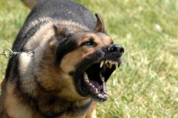 Runner attaccata da un pastore tedesco libero