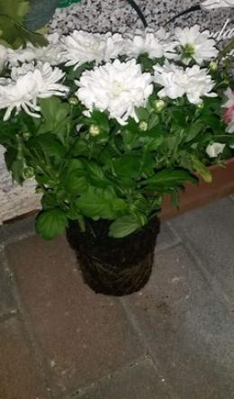 I ladri colpiscono al cimitero