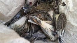 Fanno una strage di uccelli protetti: due cacciatori nei guai