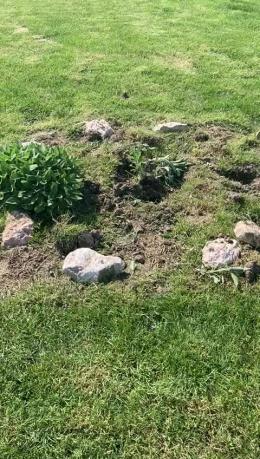Vandali distruggono il campo di lavanda "star" dei social