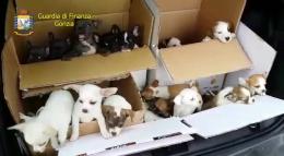 Importavano cuccioli dall'Est, due polesani nei guai