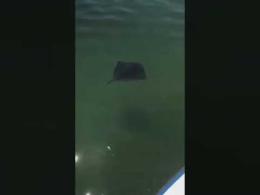 Spettacolo insolito, avvistamento di una razza nel nostro mare.