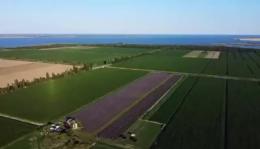 In volo sul campo di lavanda: ed è subito magia
