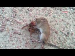 Il calabrone gigante arriva in Europa, il video virale del killer del topo