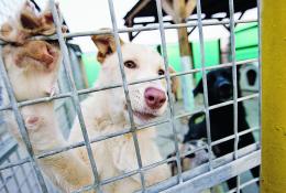 Dai No Green pass odio contro il rifugio dei cani
