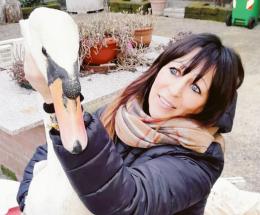 Un cigno reale preso a fucilate