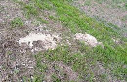Incivili sversano detersivo nell'argine dell'Adige