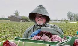 Radicchio: un 2024 di sfide e speranze