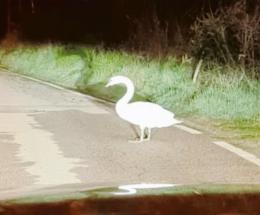 Cigno si perde in centro: salvato e liberato