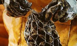 Un Guinness World Record a suon di cozze