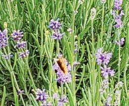Lavanda, il futuro del Polesine