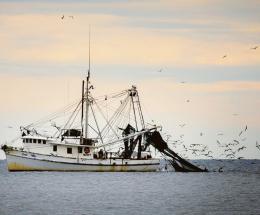 Pesca e legalit&agrave;, focus di Coldiretti
