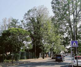 Pronti a incatenarsi per i platani