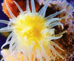 Alle Tegnùe tornano le boe