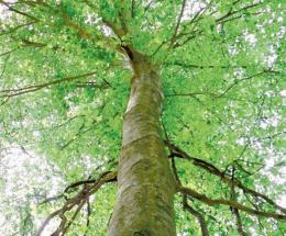 “Alberi, serve un regolamento per difenderli"