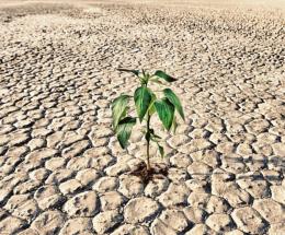 A Ca’ Lino stop all’irrigazione, acqua salata