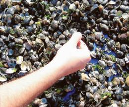 Pure le vongole boccheggiano: rischio moria devastante