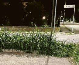 Erba alta, scoppia la protesta