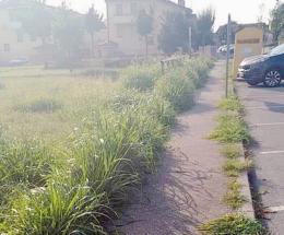 Erba alta, situazione fuori controllo