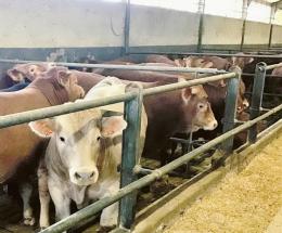 Agli allevamenti, bollette da 150mila euro al mese