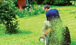 Non sarà più raccolto il verde