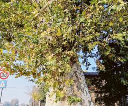 Questo albero è un vero monumento!