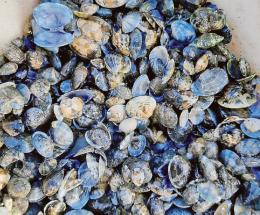 Vongole, nuova vittoria in Europa