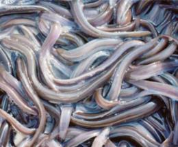 Le anguille saranno microchippate