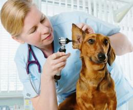 L’ambulatorio veterinario resta senza casa