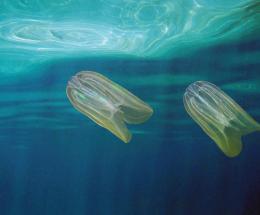 Un nuovo supernemico per le vongole