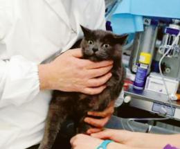 “Ridateci l’ambulatorio veterinario”