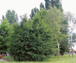 Manutenzione verde, si parte