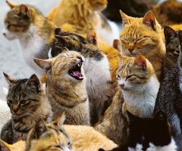 Ripristinata la casetta per i gatti