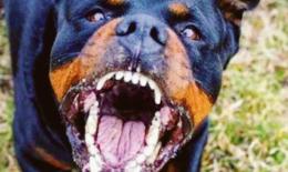 Cagnolina e padrone aggrediti e feriti da un rottweiler libero