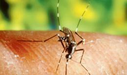 Antilarvali, via alla distribuzione