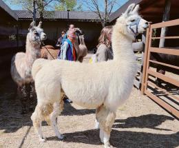 Lama e alpaca, fascino all’aria aperta
