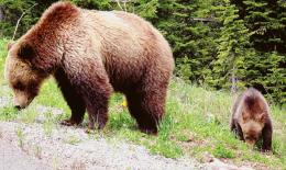 Orsa e cucciolo avvistati nel Veronese