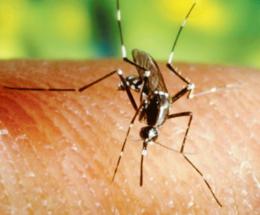 “Disinfestazione, agire subito”