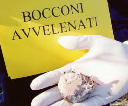Bocconi avvelenati, è allarme