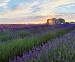 Tra la lavanda, pace e magia