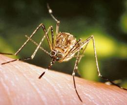 Allarme: "Le zanzare sono triplicate"