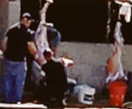 Capretti sgozzati nel giardino. “Fermateli subito!”