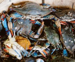 Invasione di granchi blu: "Vongole polesane a rischio estinzione"