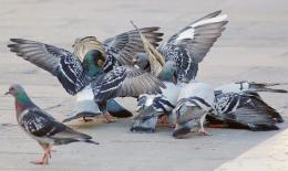 &ldquo;Vietato dare cibo ai piccioni&rdquo;