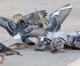 Il Comune dichiara guerra ai piccioni