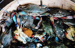Gli animalisti insorgono: "Non sterminatelo"