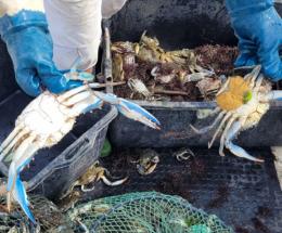 Granchio blu, molluschicoltura a serio rischio
