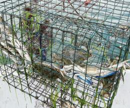 Granchio blu, invase le lagune